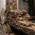 Jasa anti rayap bandung