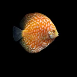 Ornamental Fish Breeder