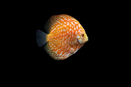 Ornamental Fish Breeder