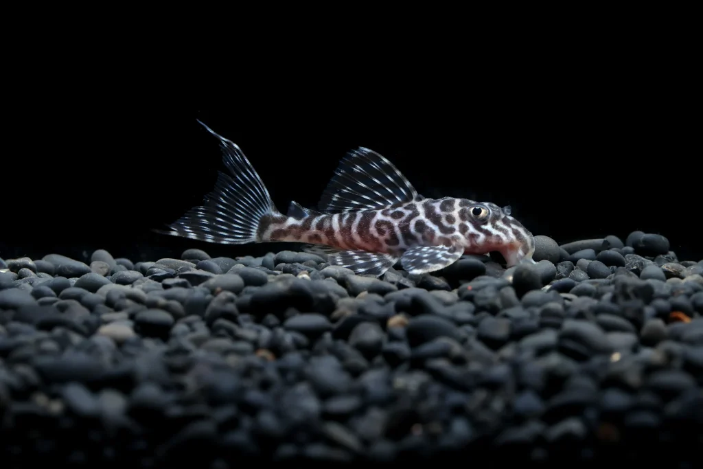 Ornamental fish breeder