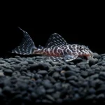 Ornamental fish breeder
