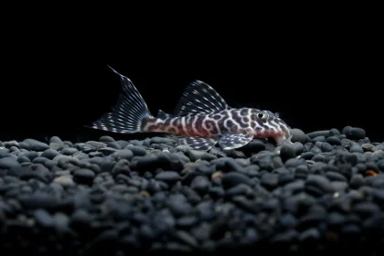 Ornamental fish breeder