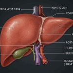 penyakit liver