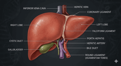 penyakit liver
