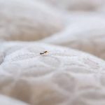 program inspeksi bed bug