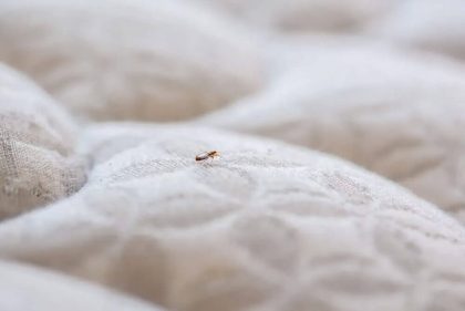 program inspeksi bed bug